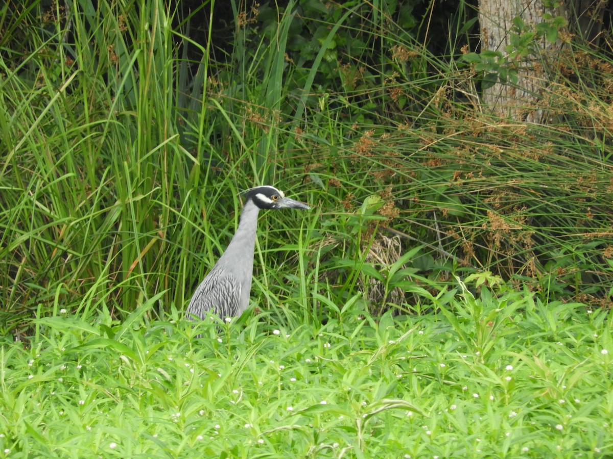 Yellow-crowned Night Heron - ML465621401