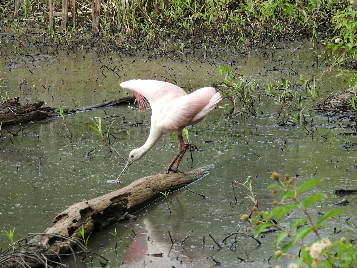 Roseate Spoonbill - Chloe Gudhart