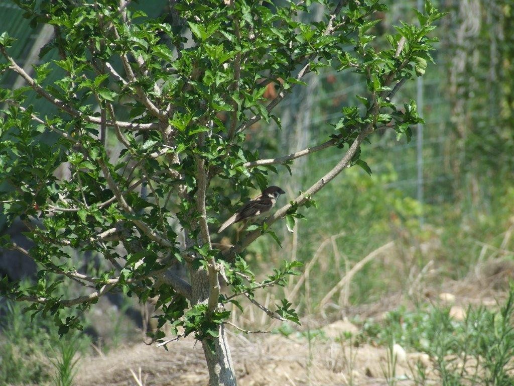 Eurasian Tree Sparrow - ML465623141