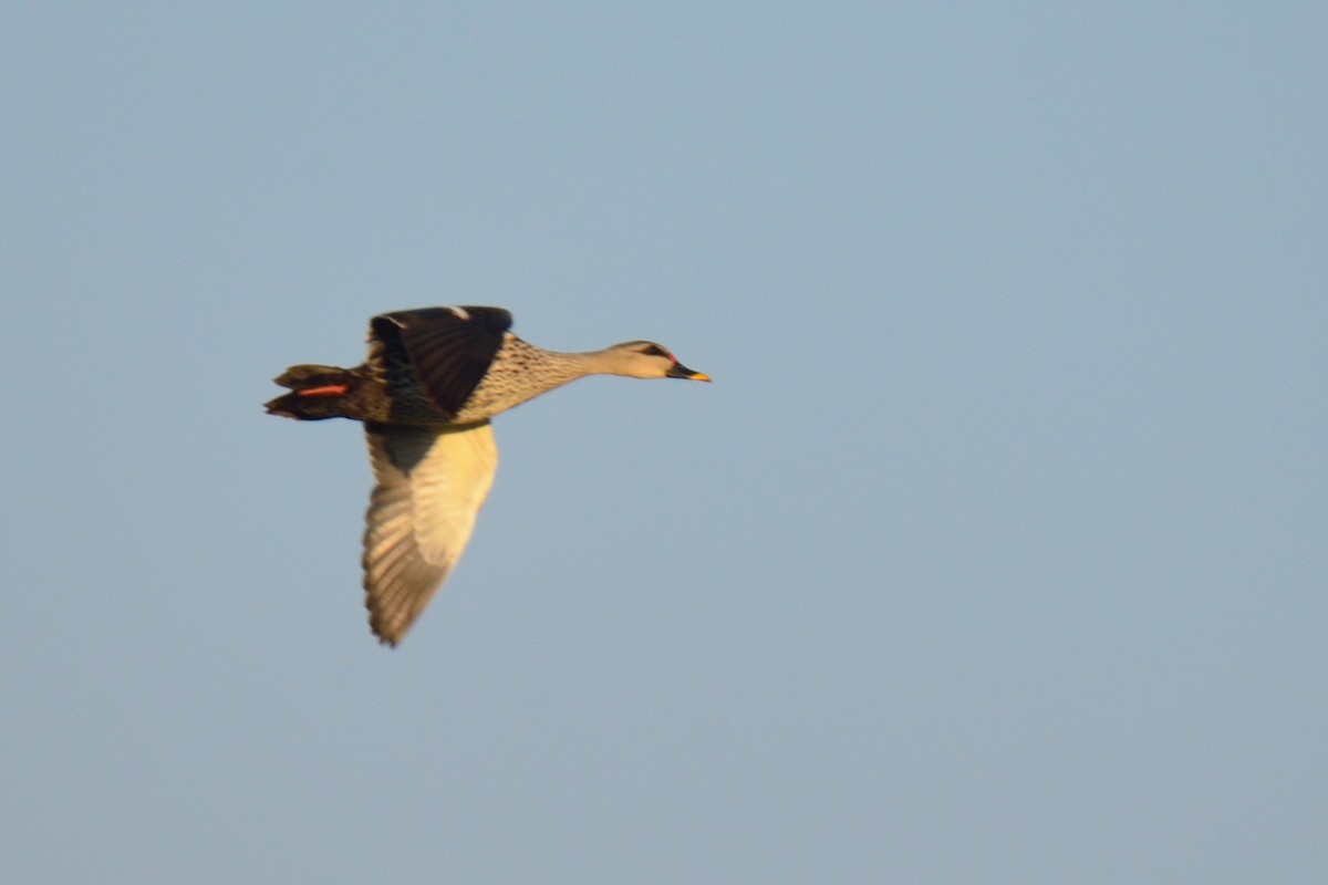 Indian Spot-billed Duck - Snehasis Sinha