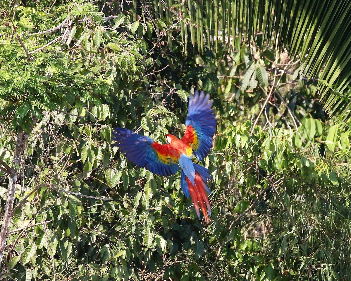 Scarlet Macaw - ML465624451