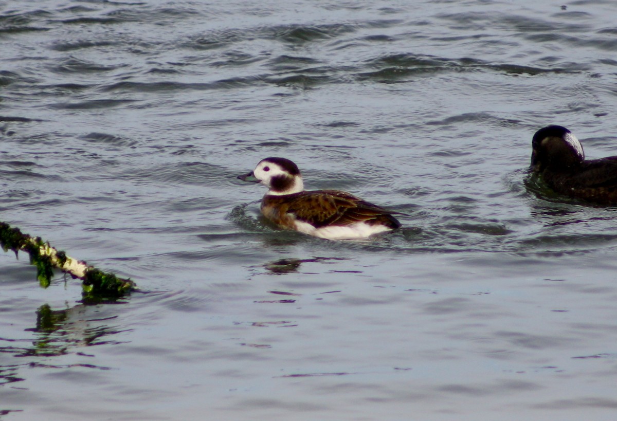 Long-tailed Duck - ML465624801