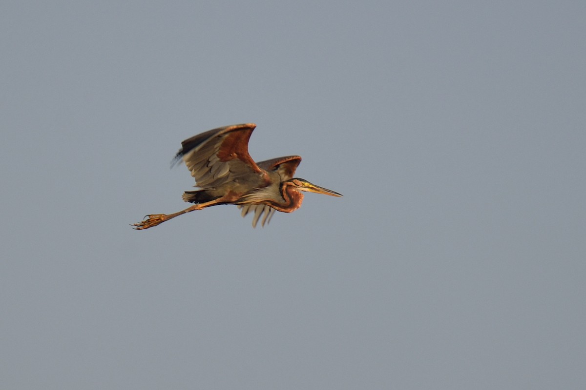 Purple Heron - ML46562601