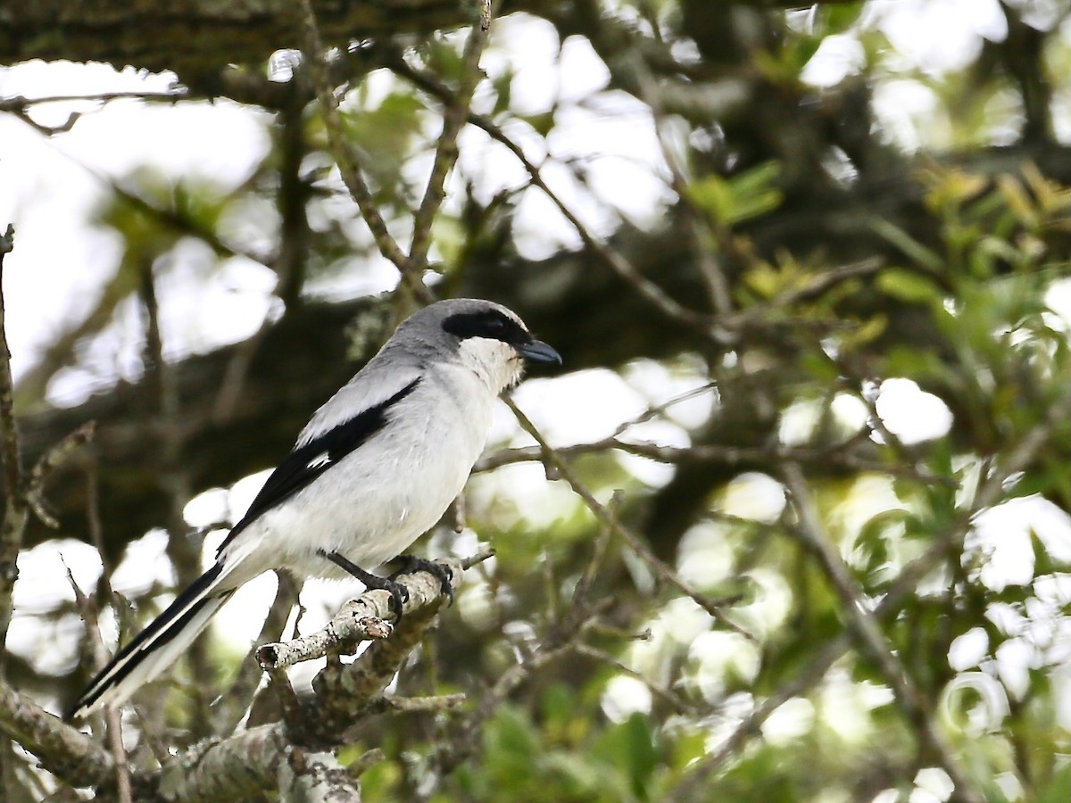 Loggerhead Shrike - ML465626371