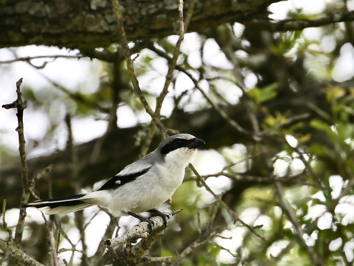 Loggerhead Shrike - ML465626381