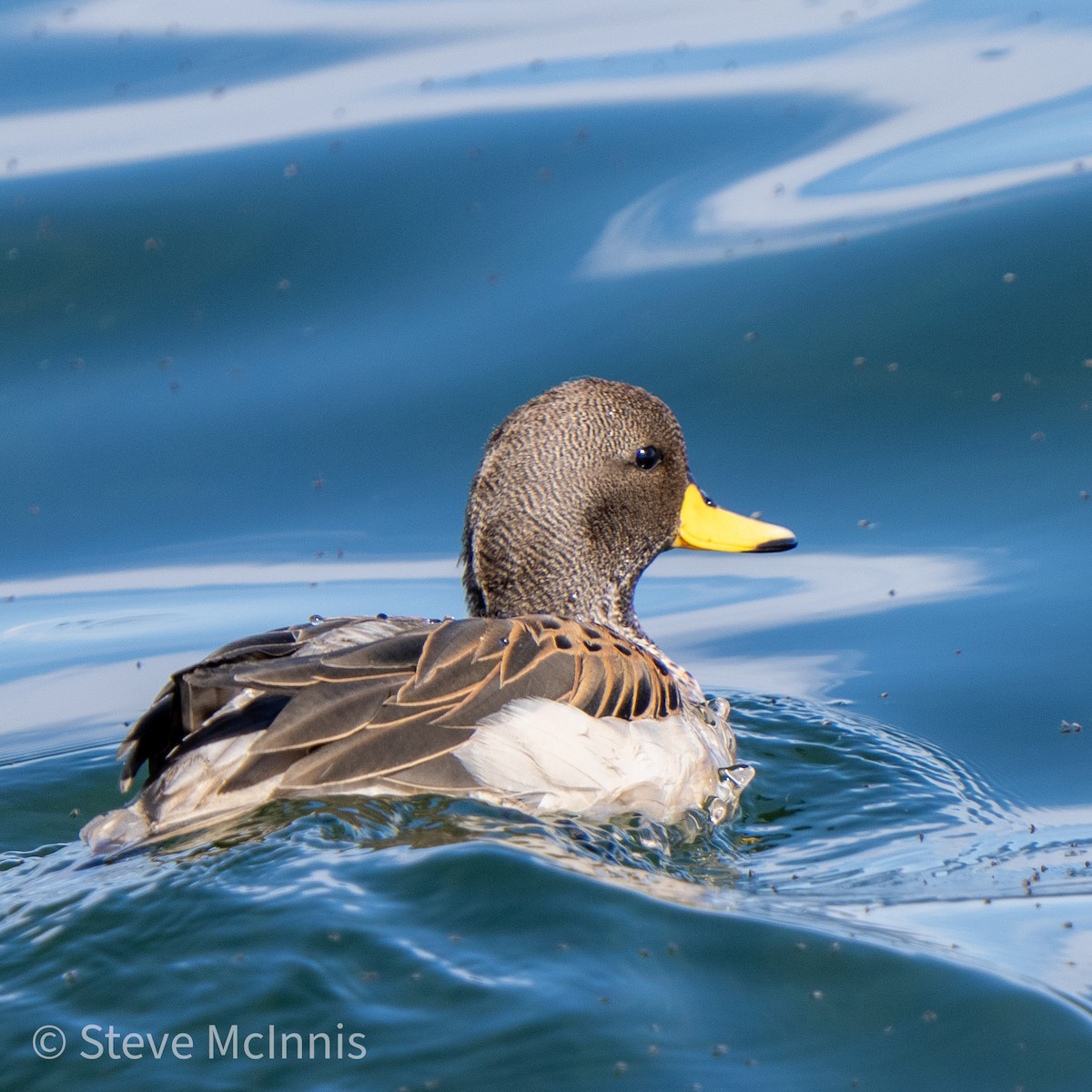 Yellow-billed Teal - Steve McInnis