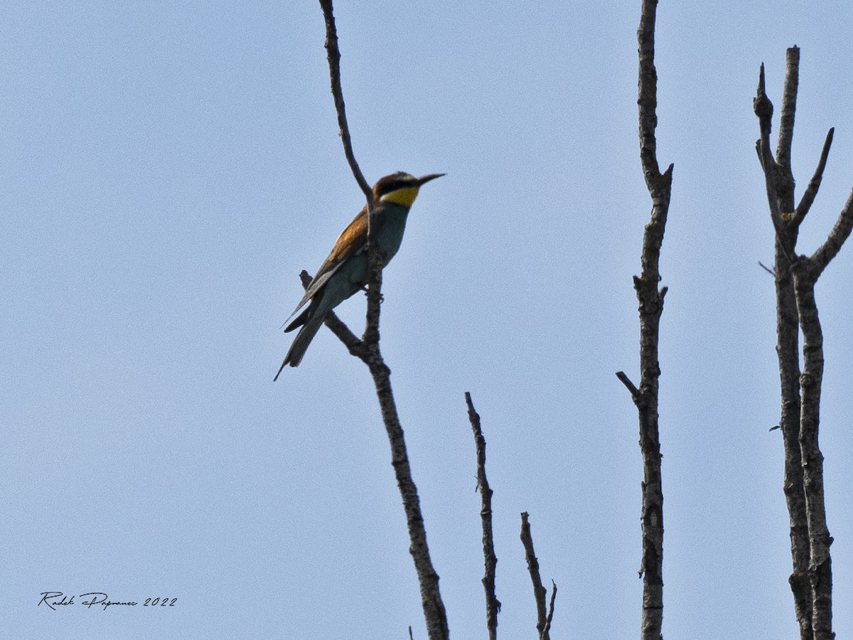 European Bee-eater - Radek Papranec