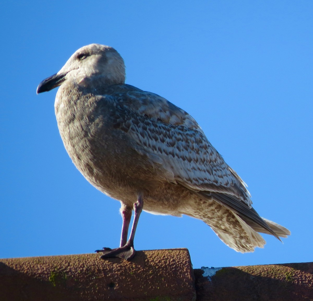 Western x Glaucous-winged Gull (hybrid) - ML46562731