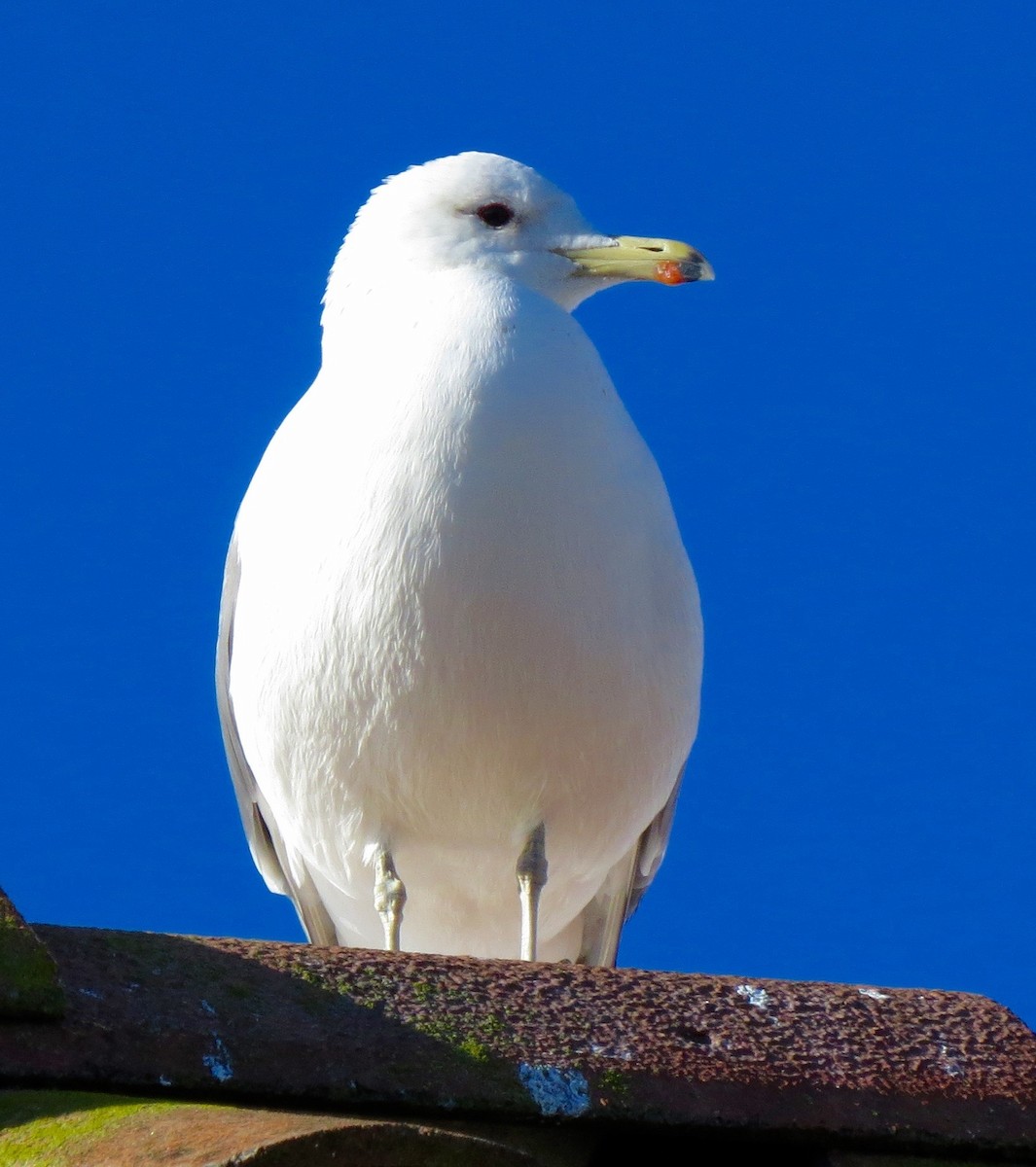 California Gull - ML46562751