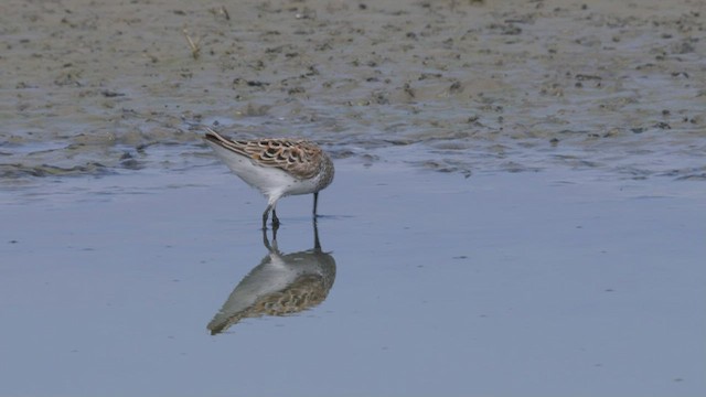 Western Sandpiper - ML465627731