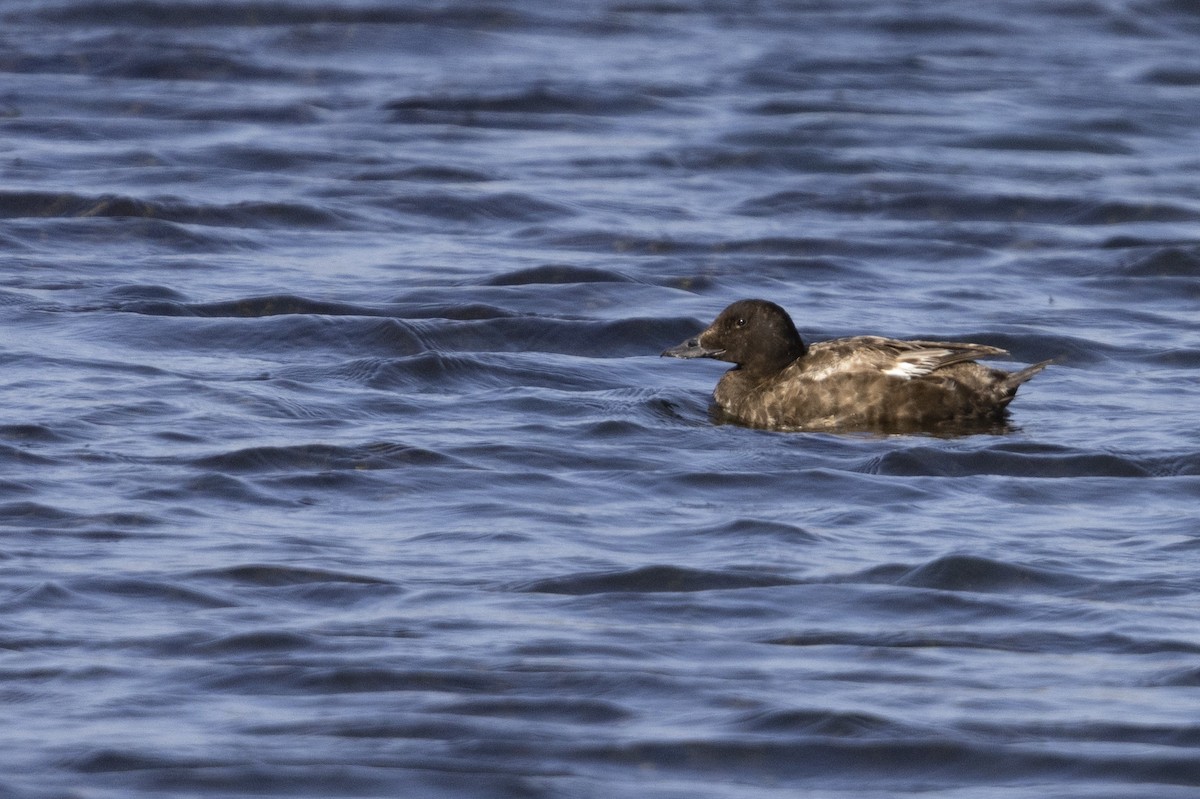 White-winged Scoter - Michael Stubblefield