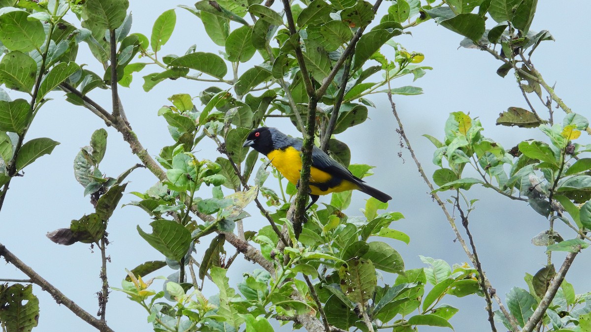 Hooded Mountain Tanager - ML465629341