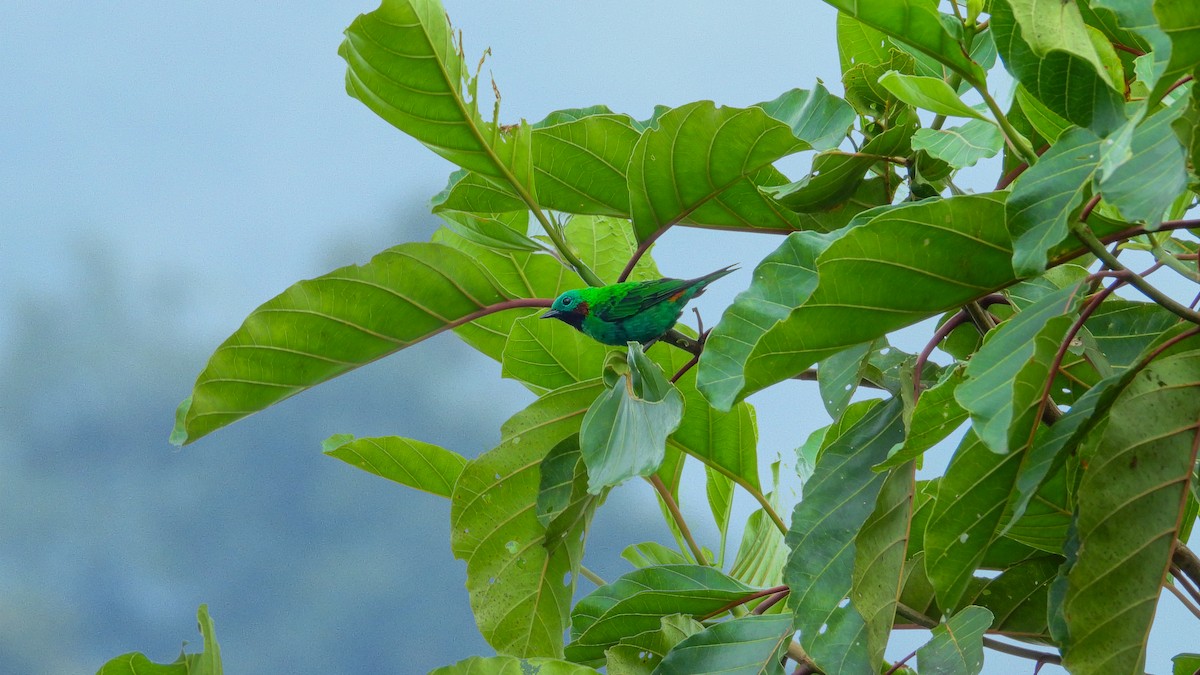 Orange-eared Tanager - ML465629631