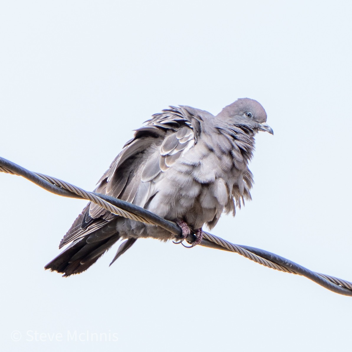 Spot-winged Pigeon - Steve McInnis