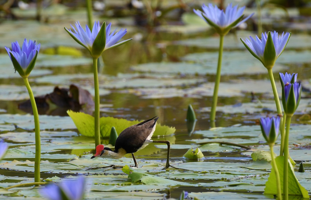 Comb-crested Jacana - Terence Alexander