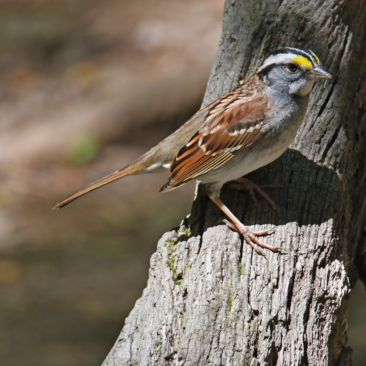 White-throated Sparrow - ML465632101