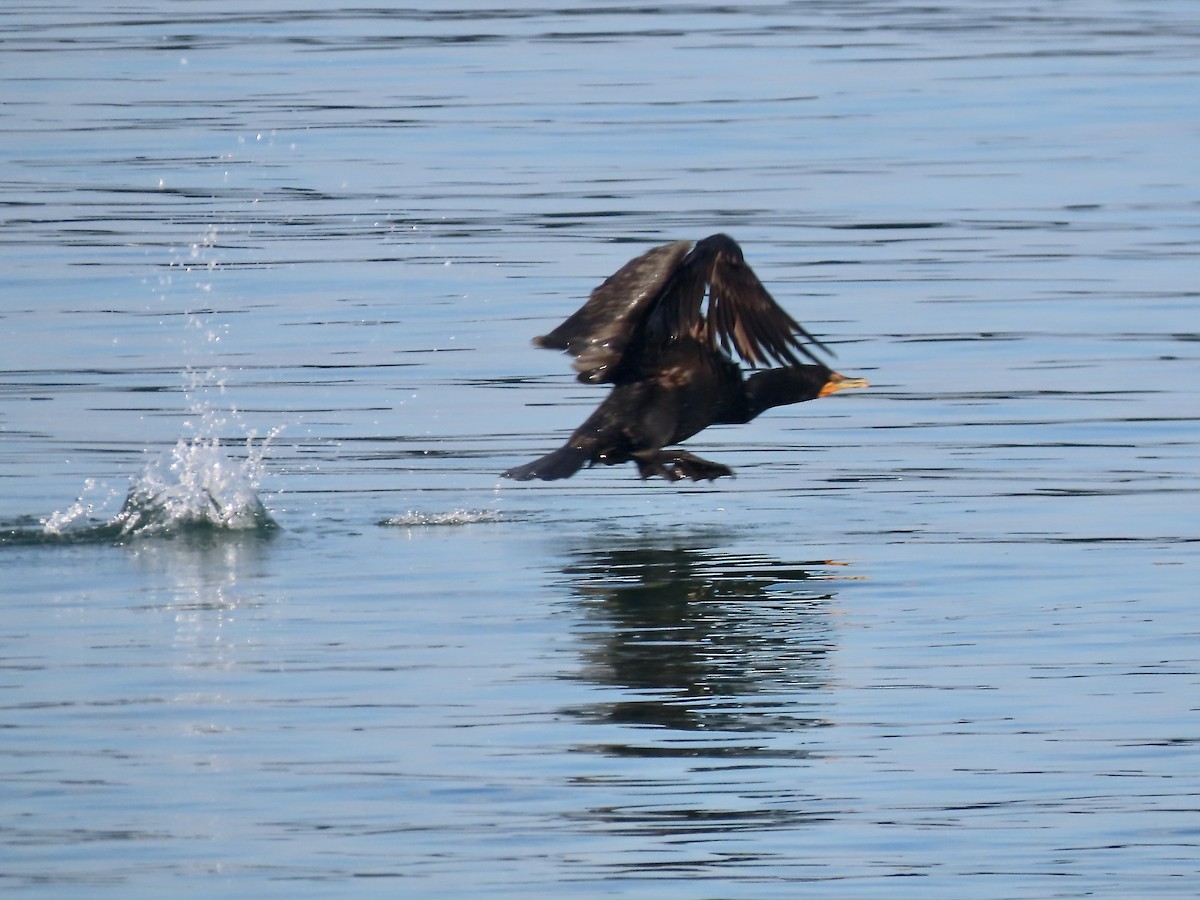 Double-crested Cormorant - ML465632151