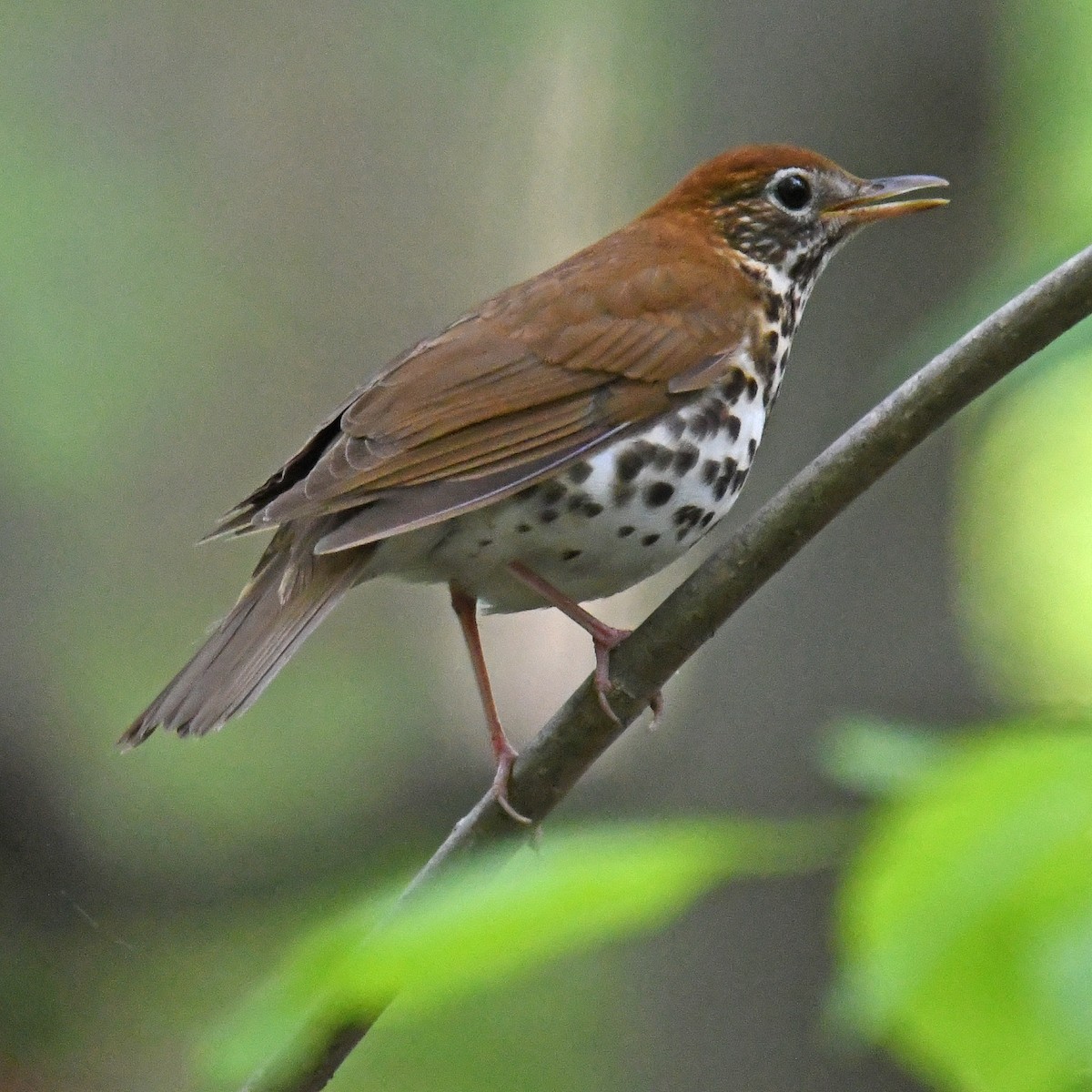 Wood Thrush - ML465632191