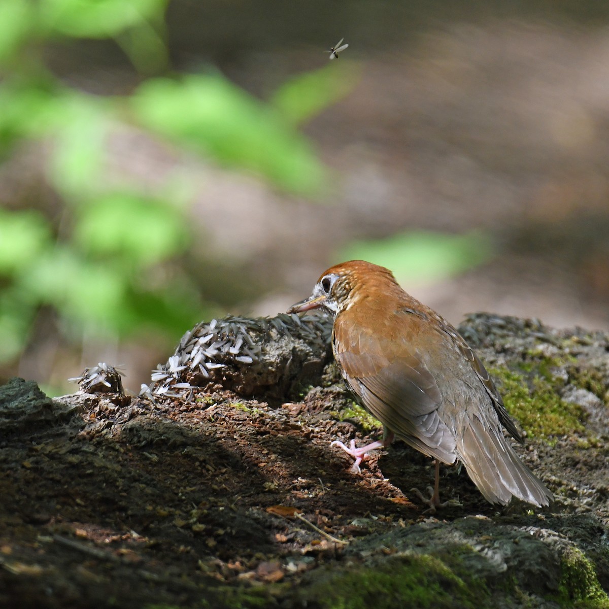 Wood Thrush - ML465632201