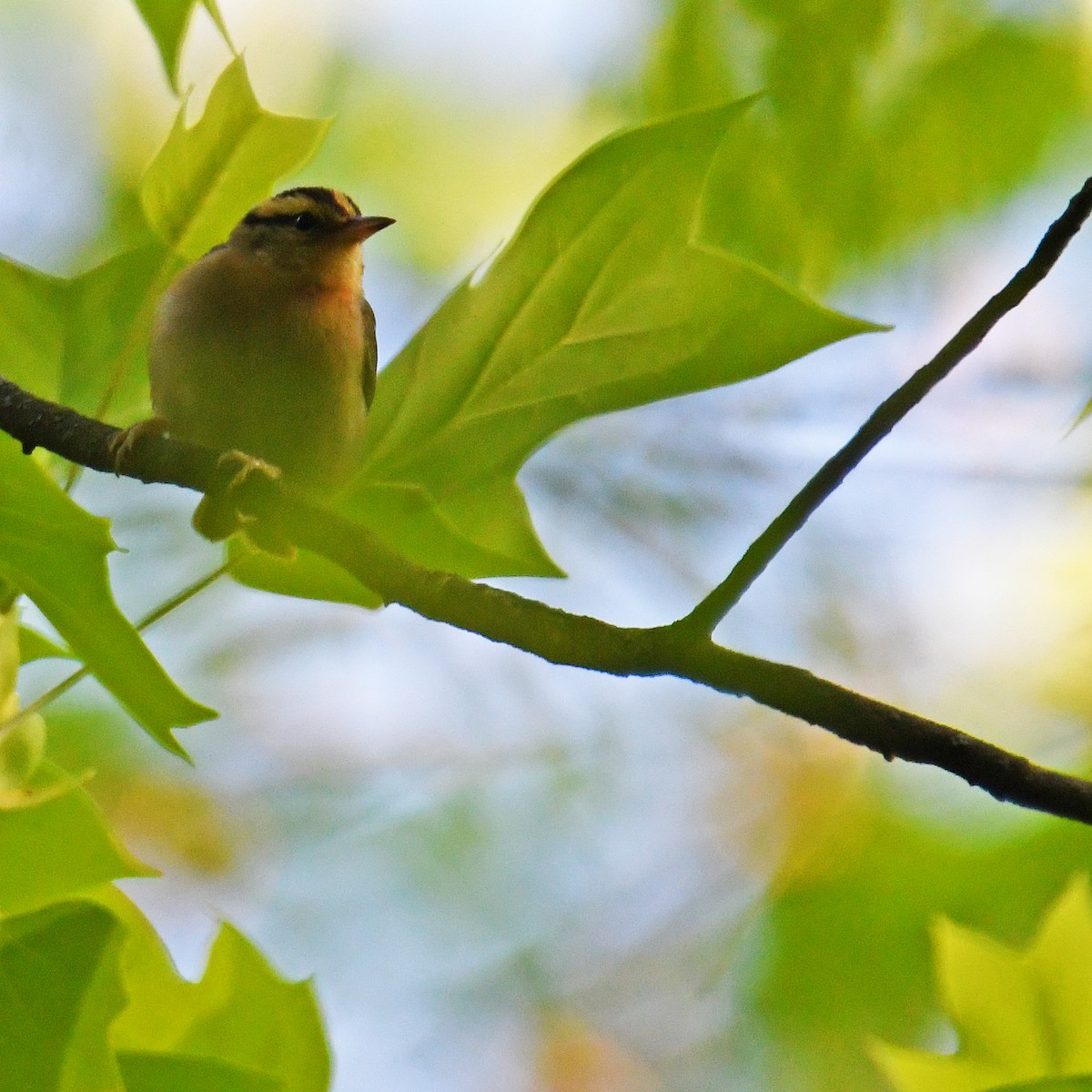 Worm-eating Warbler - ML465632771