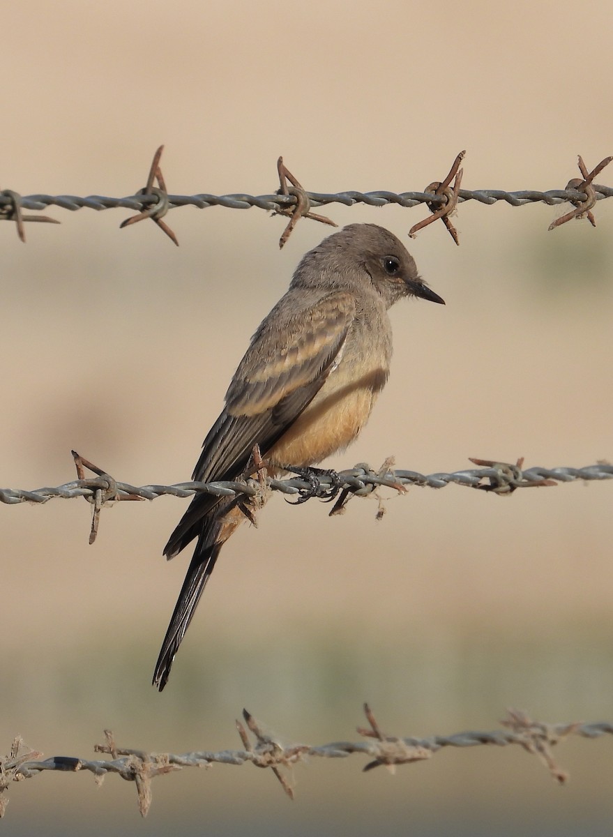 Say's Phoebe - ML465633931