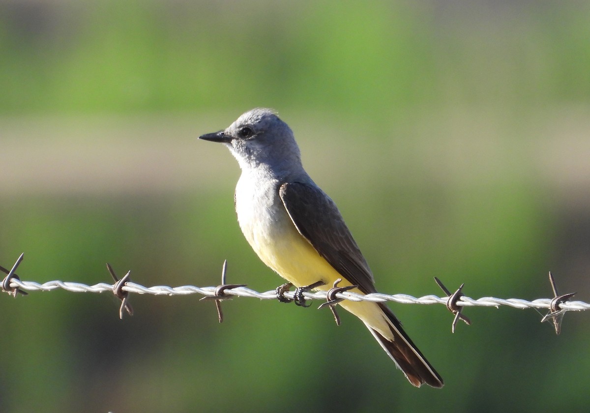 Western Kingbird - ML465634081