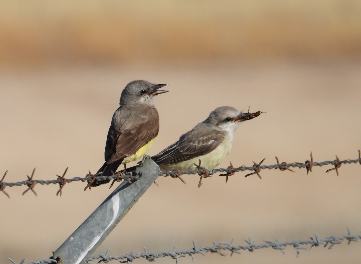 Western Kingbird - Jeff Miller