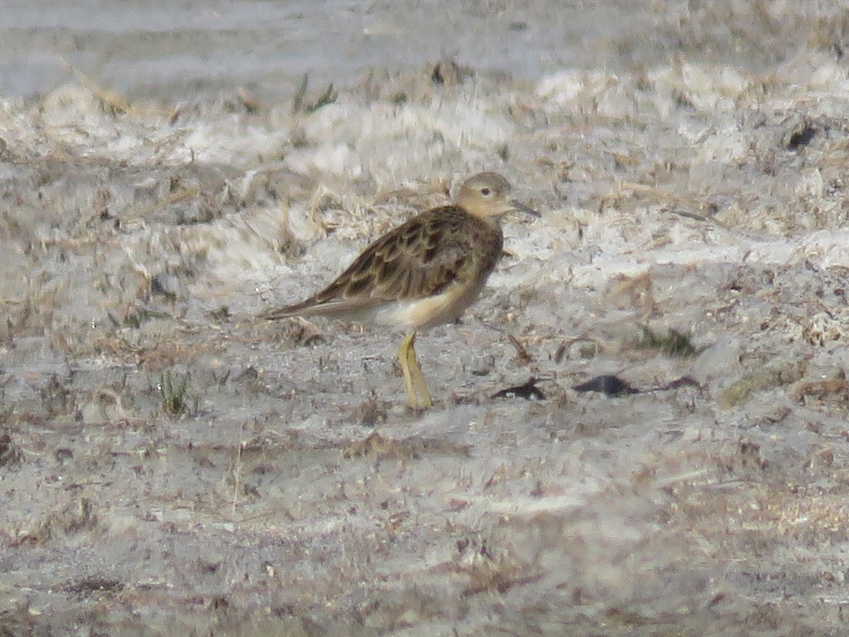 Buff-breasted Sandpiper - ML46563411