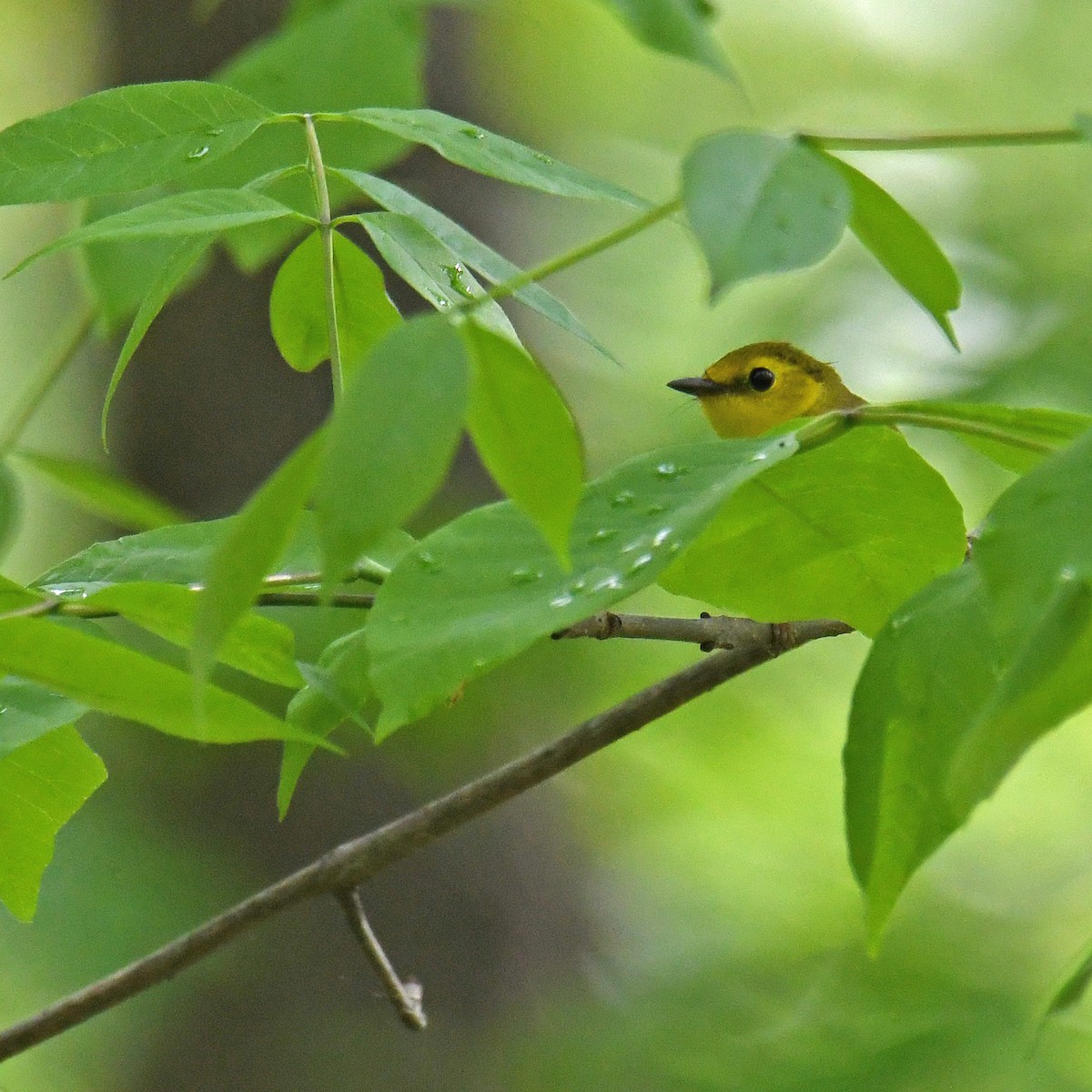 Hooded Warbler - ML465635371