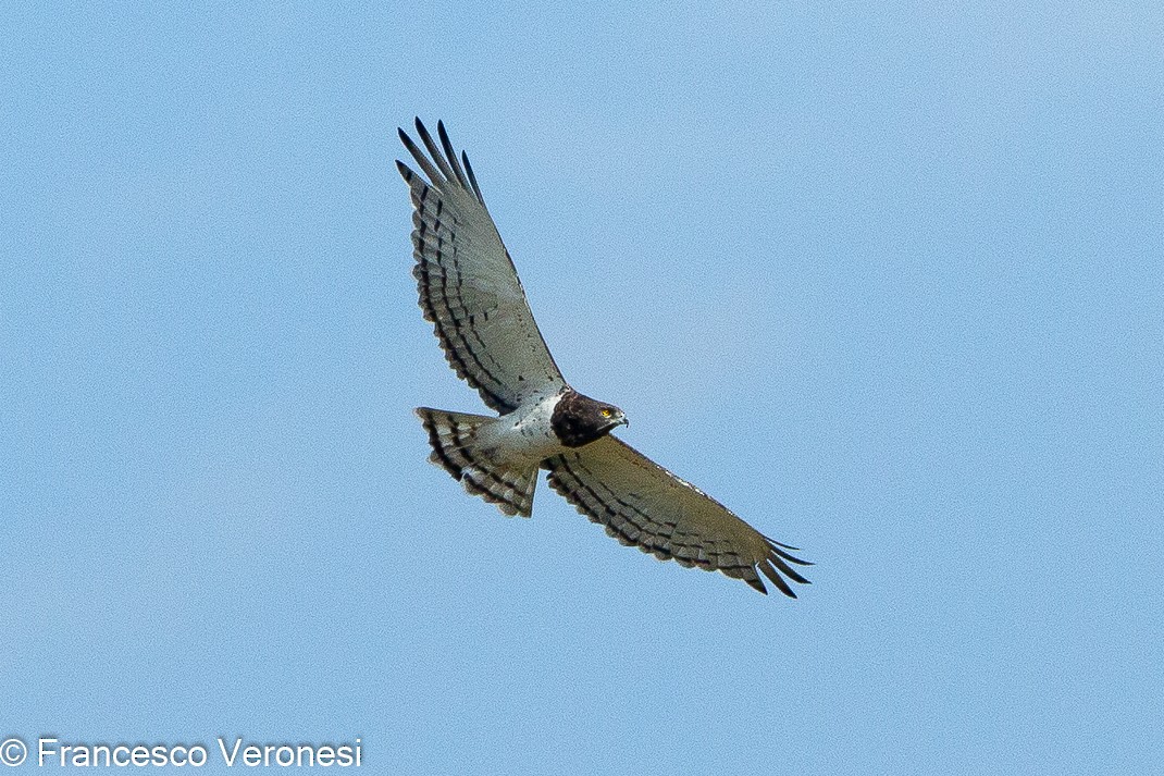 Black-chested Snake-Eagle - ML465636871