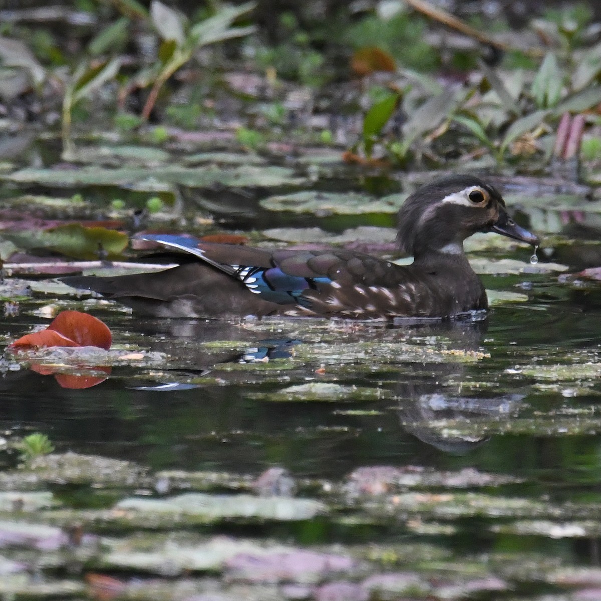 Wood Duck - ML465637371