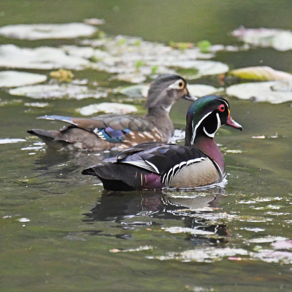 Wood Duck - ML465637391