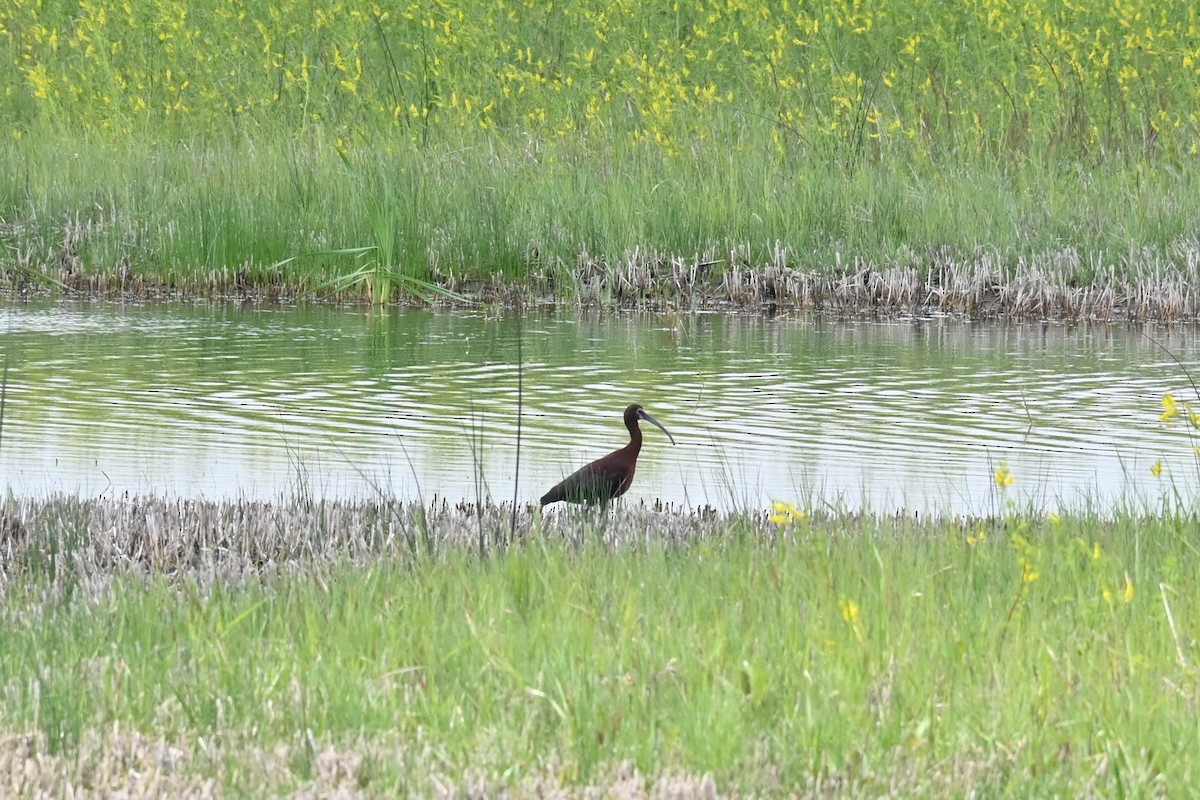 White-faced Ibis - ML465639131