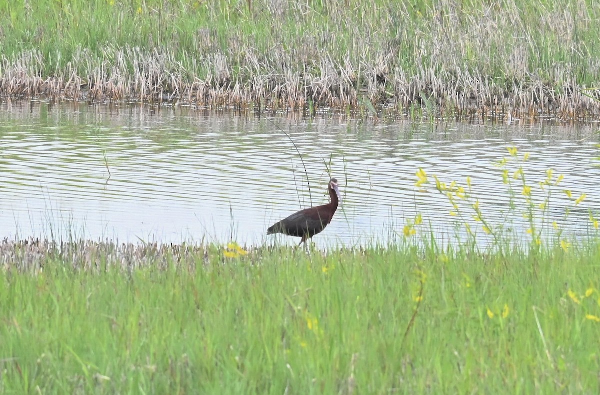 White-faced Ibis - ML465639151