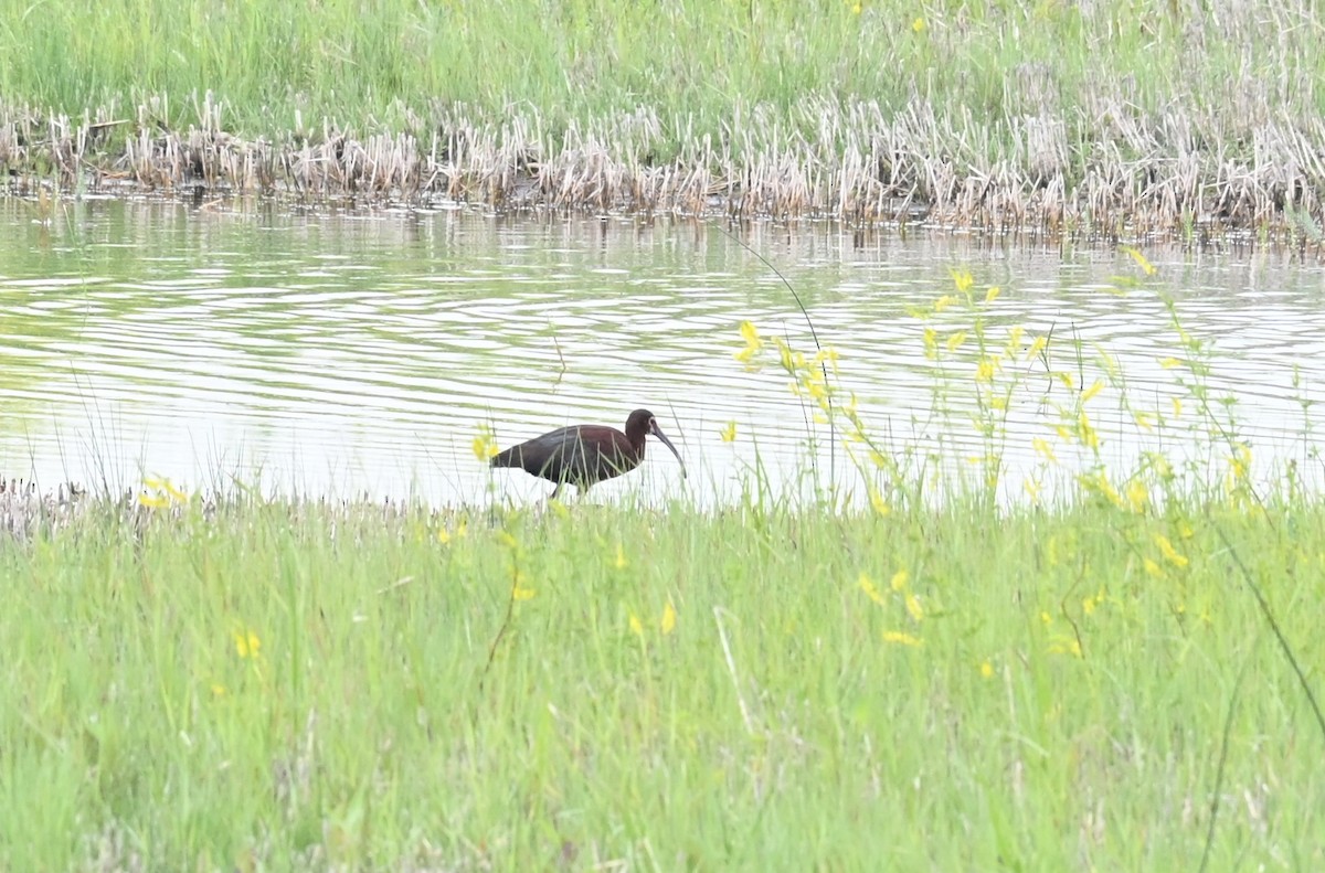 White-faced Ibis - ML465639161