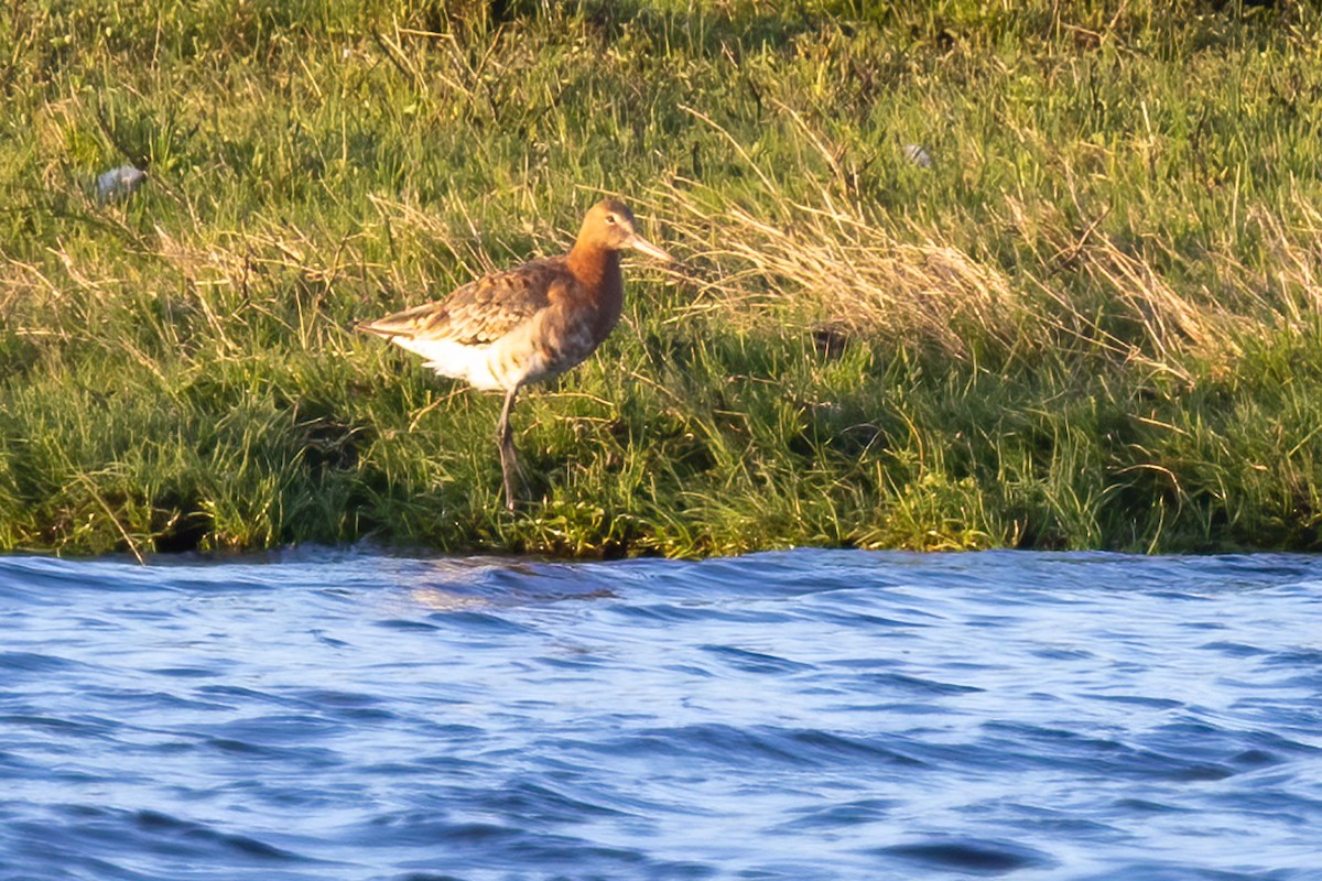 Black-tailed Godwit - ML465639331