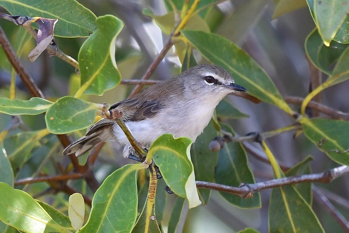 Mangrove Gerygone - Terence Alexander