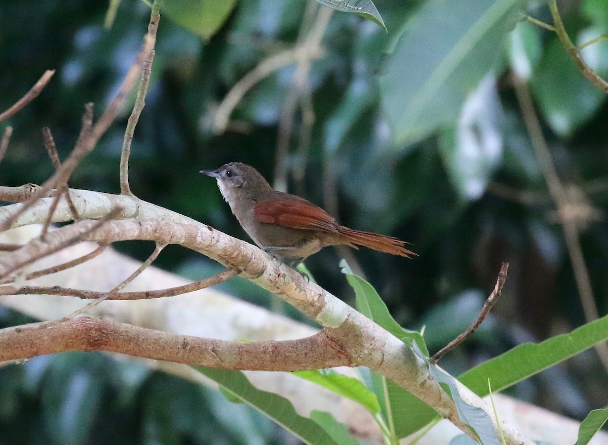 Plain-crowned Spinetail - Sandy Vorpahl