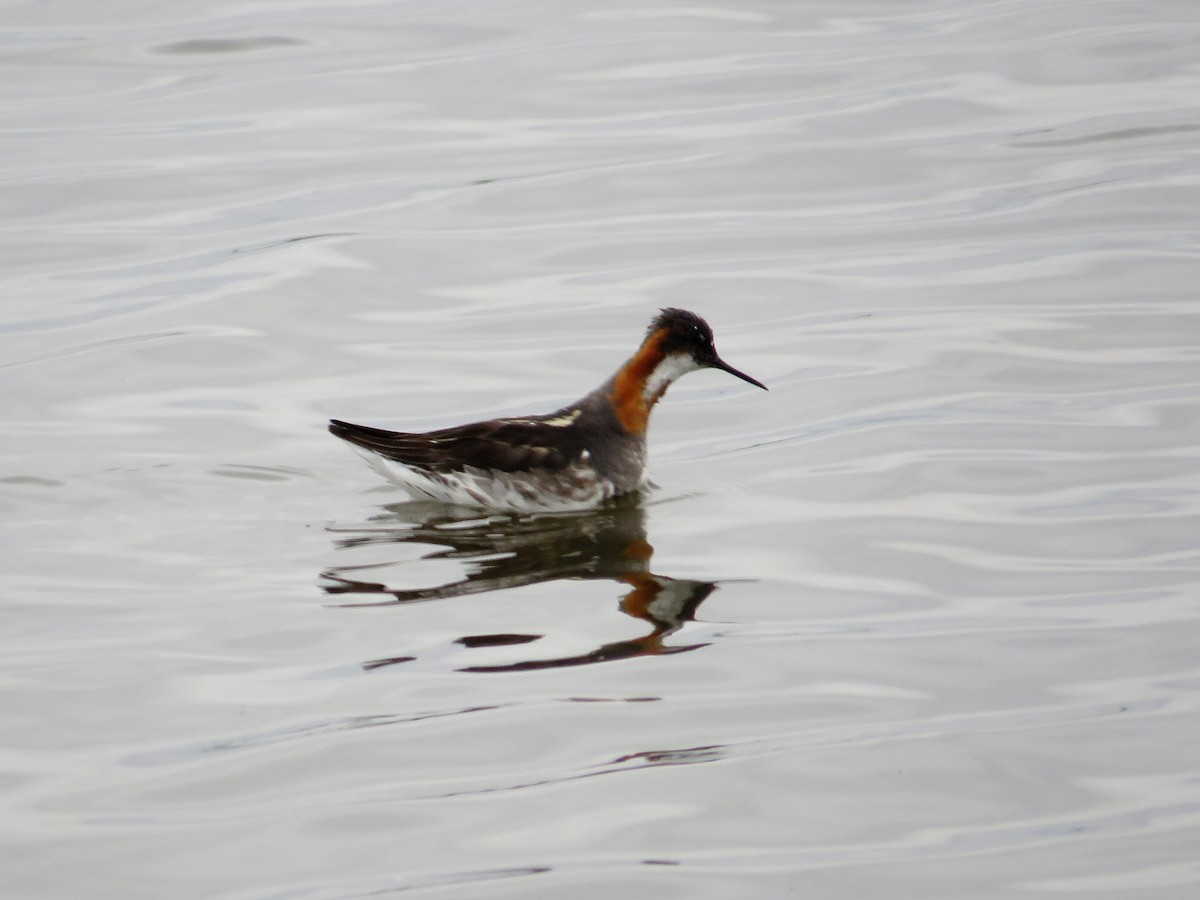 Phalarope à bec étroit - ML465643141