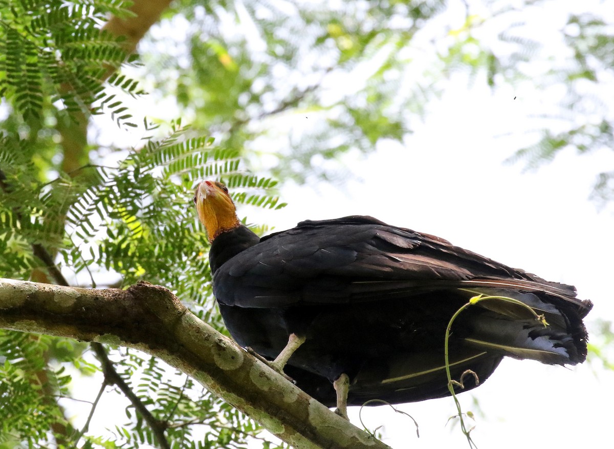 Greater Yellow-headed Vulture - Sandy Vorpahl