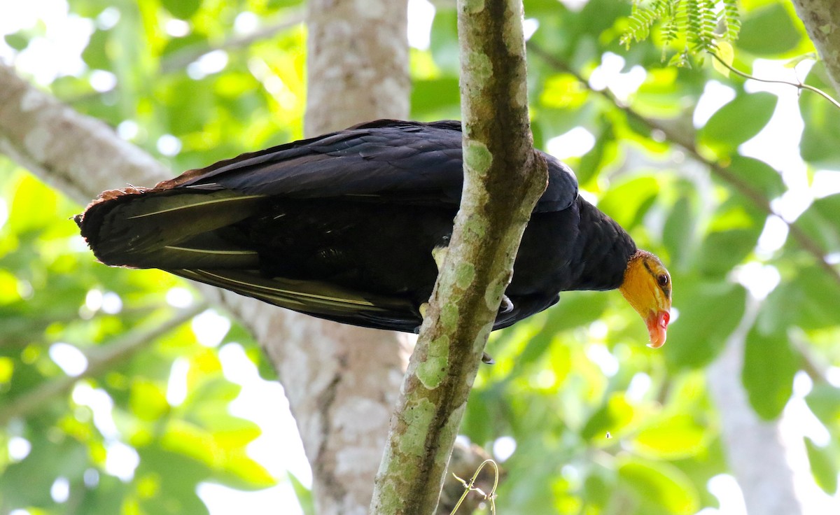 Greater Yellow-headed Vulture - ML465644391