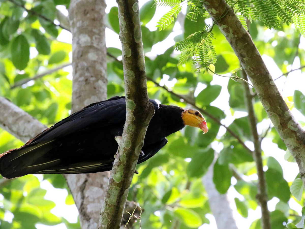 Greater Yellow-headed Vulture - Sandy Vorpahl