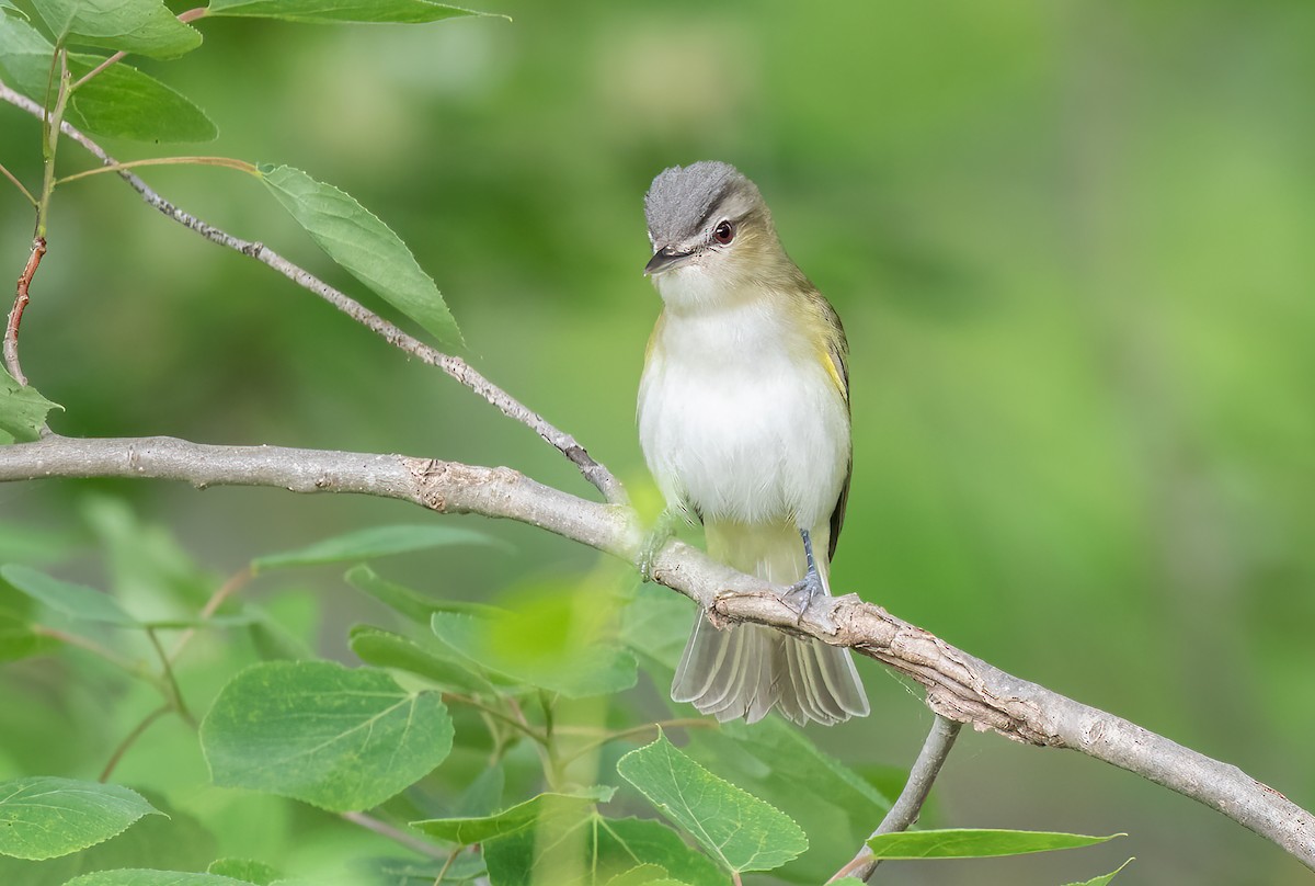 Red-eyed Vireo - ML465644421