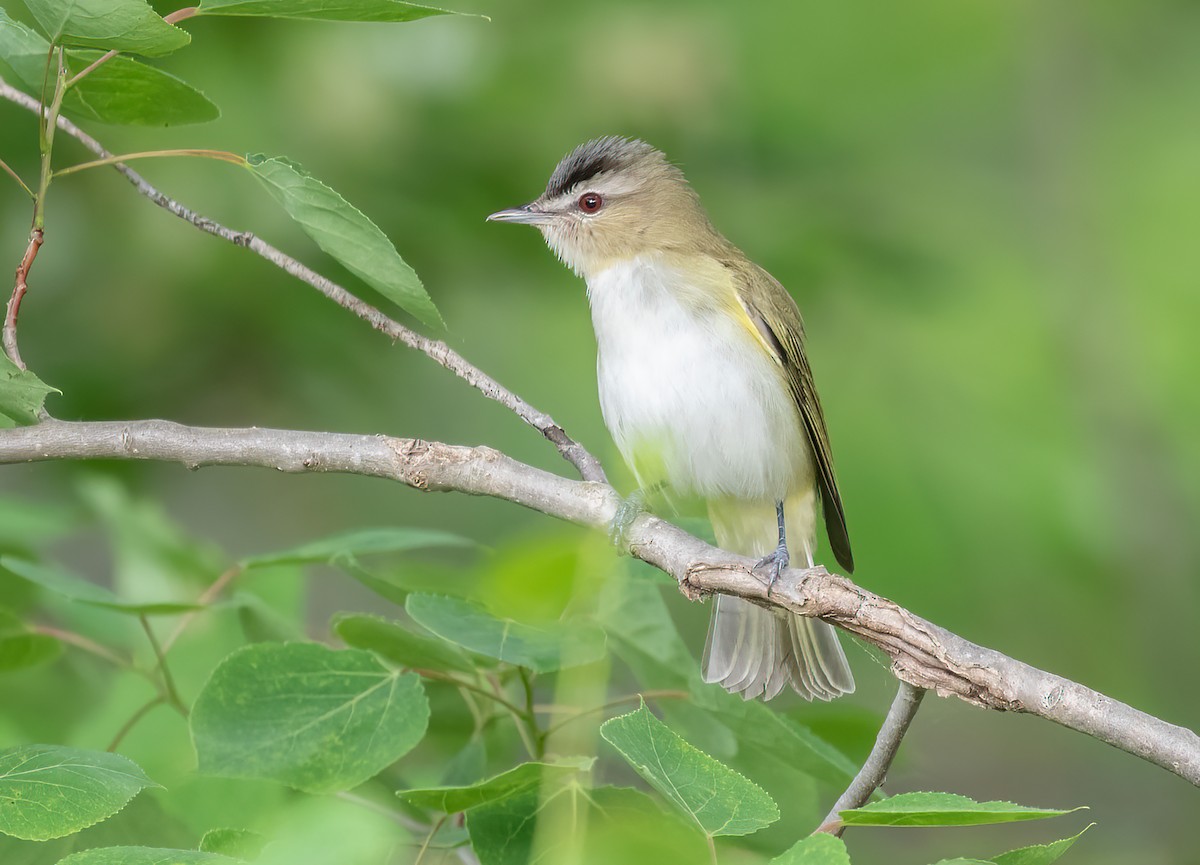 Red-eyed Vireo - ML465644431