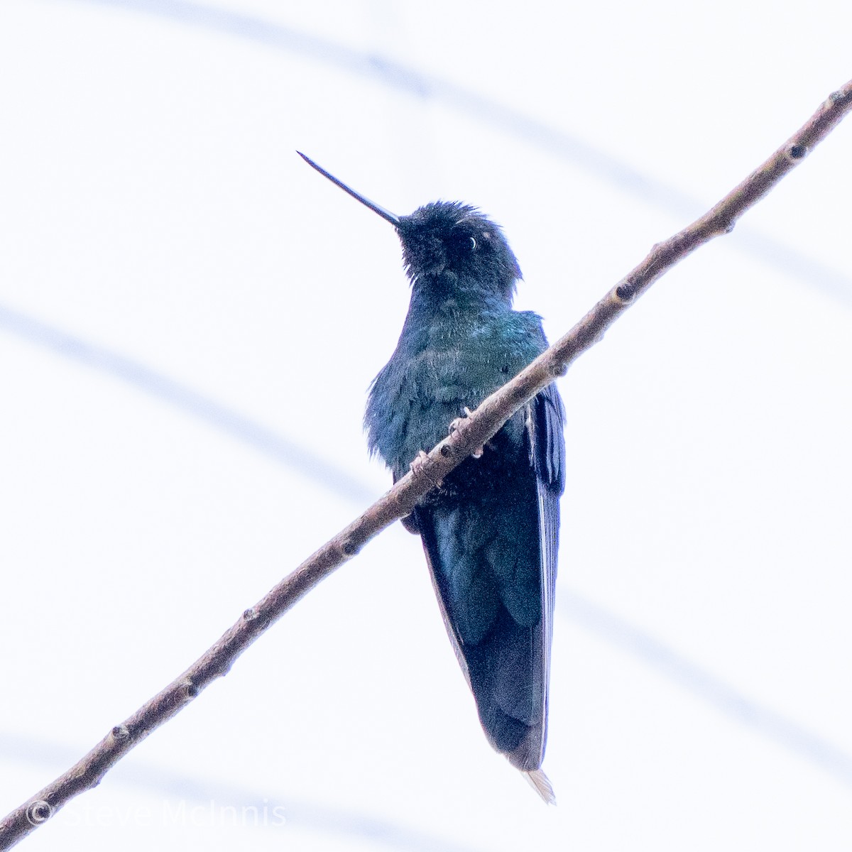 kolibřík modrokřídlý - ML465645801