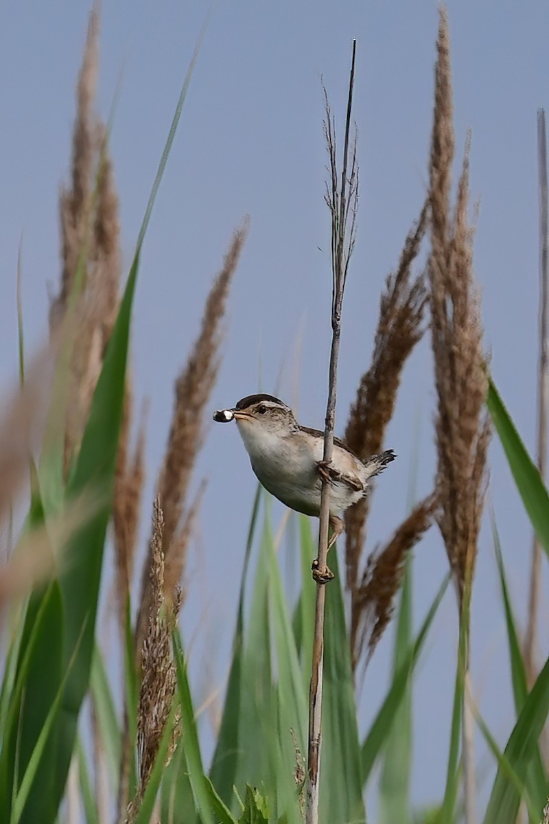 Marsh Wren - Eileen Gibney