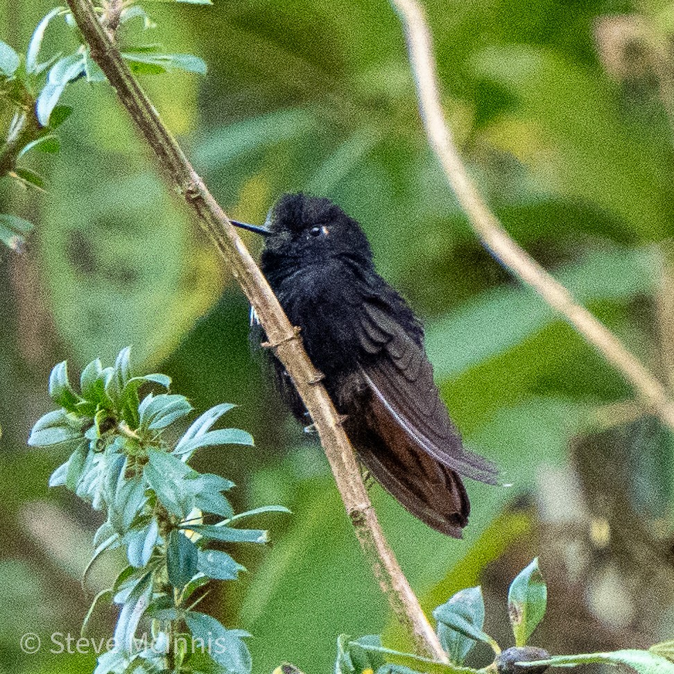 kolibřík černokápý - ML465646241