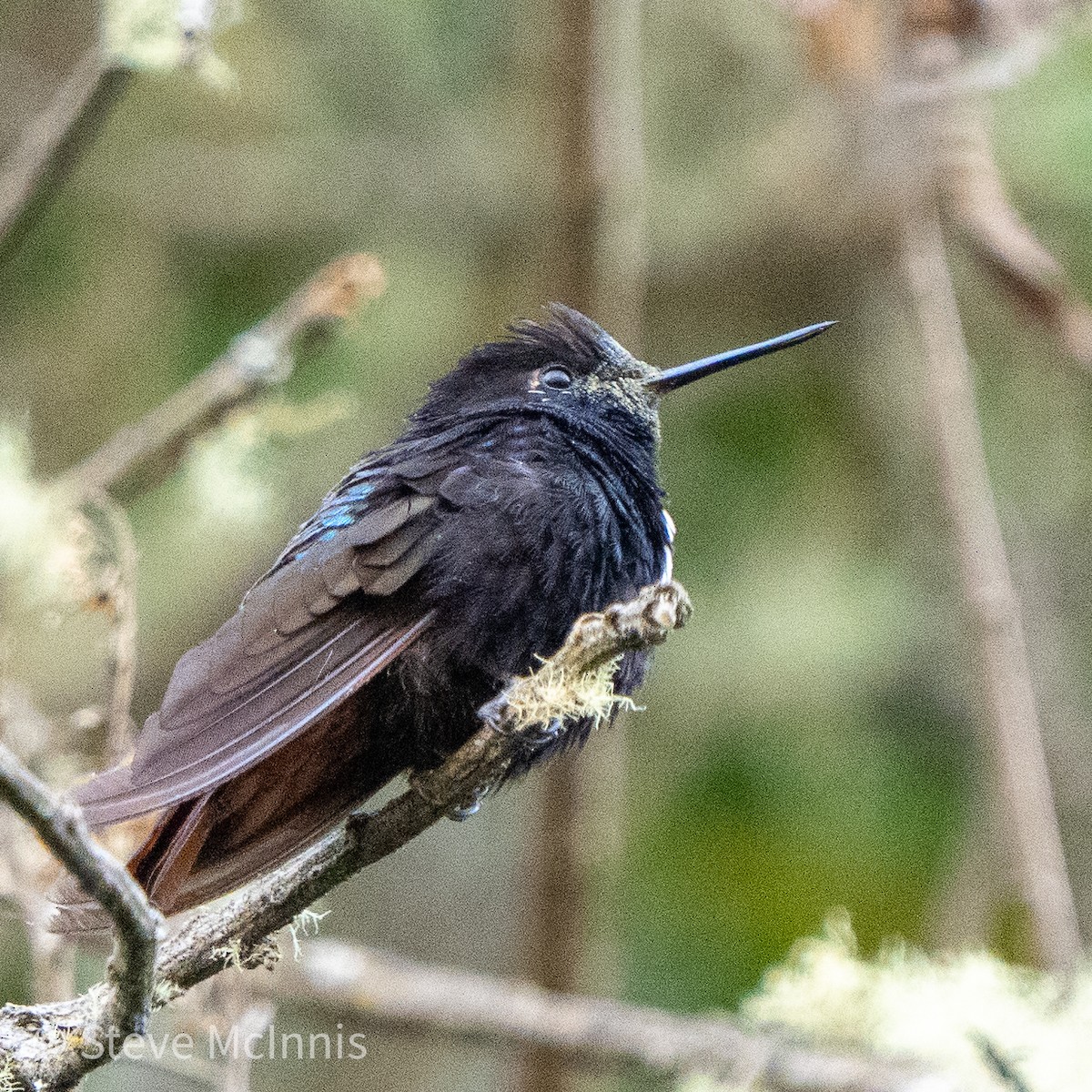 kolibřík černokápý - ML465646261