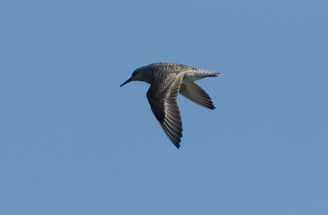 Red Knot - Alix d'Entremont