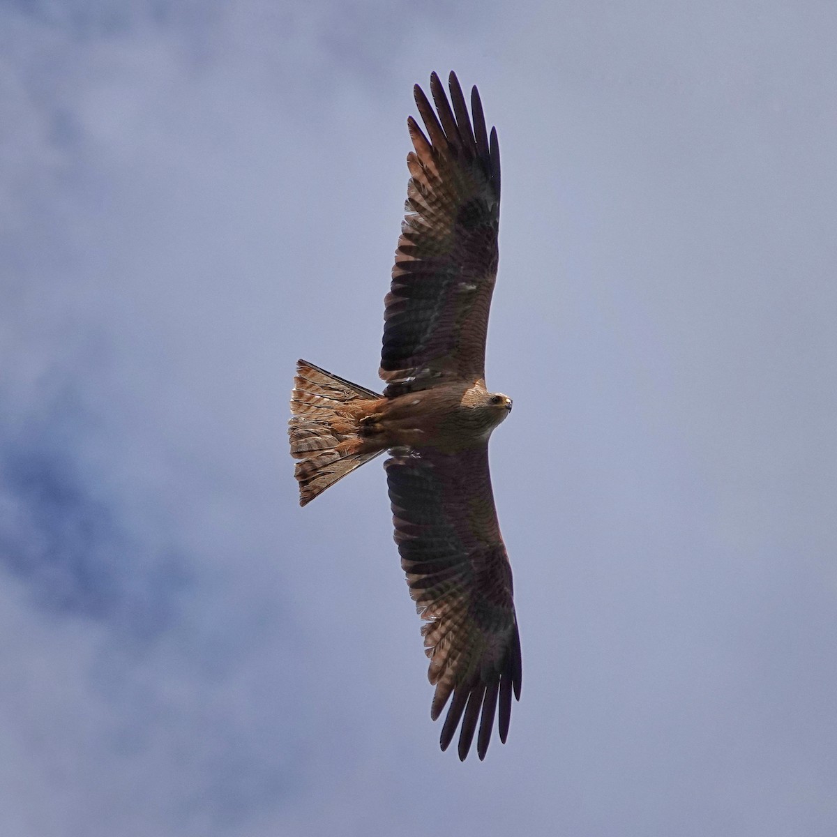 Black Kite - Thomas Gibson